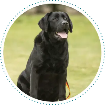 強調「主動安定」