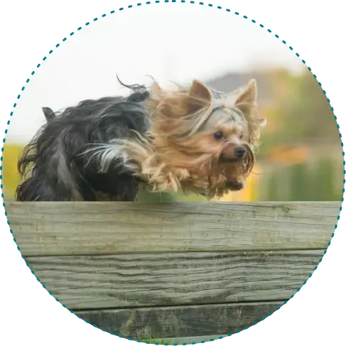 階段二：高級生活課程