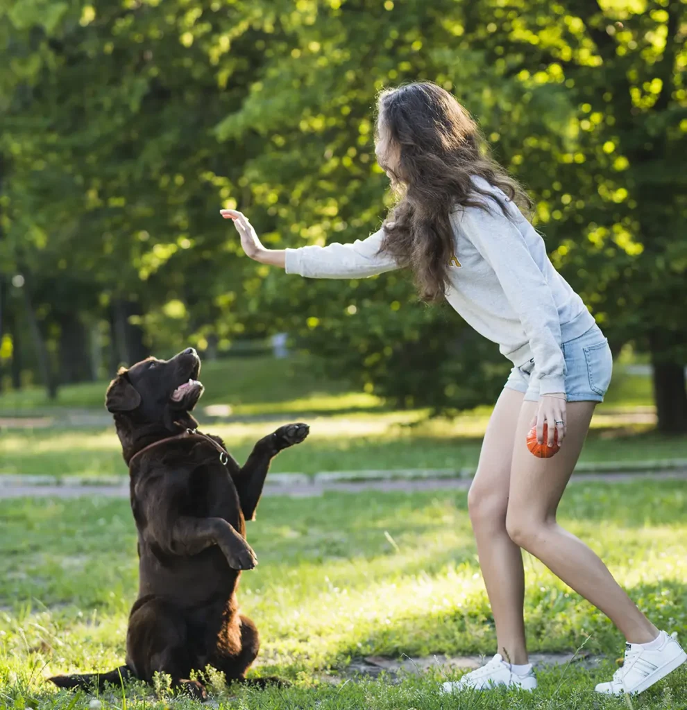 飼主參與及驗收